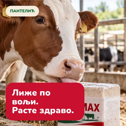 Лиже по вољи. Расте здраво.