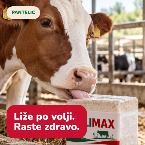Liže po volji. Raste zdravo.